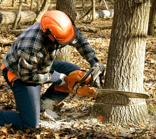 Tree Removal in Nisland, SD